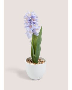 Hyacinth In Plastic Pot-Blue-One Size