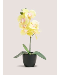Orchid In Plastic Pot-Yellow-One Size