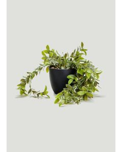 Trailing Plant in Black Pot